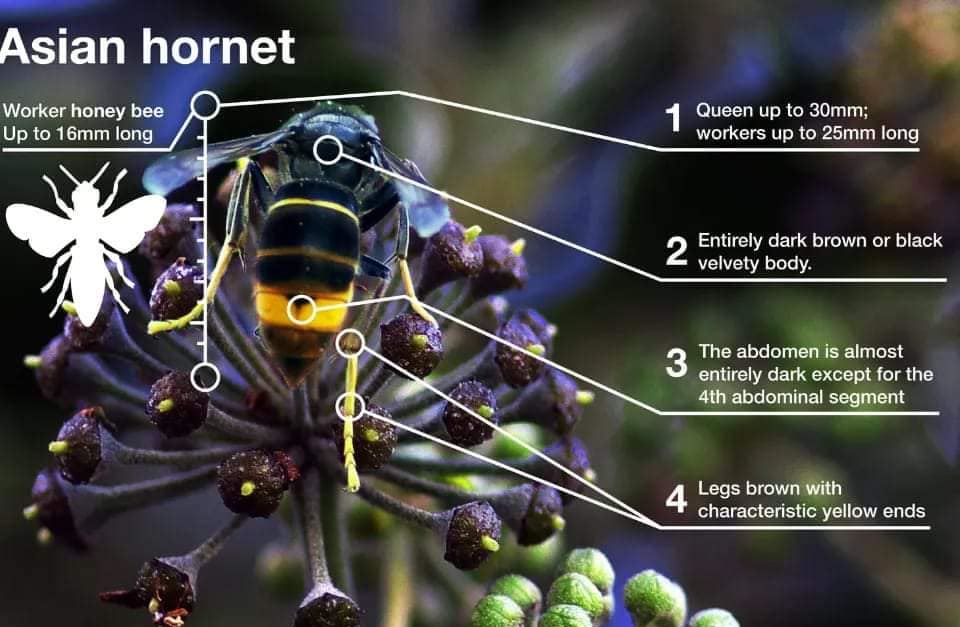 Asian Hornet Awareness